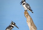 Richard Hall - Pied Kingfisher Pair Chobe NP.jpg : Birds, Chobe, Pied Kingfisher